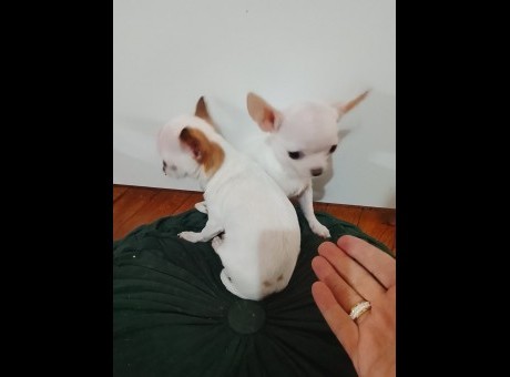 007 viber_slika_2026-04-07_12-22-02-508.jpg